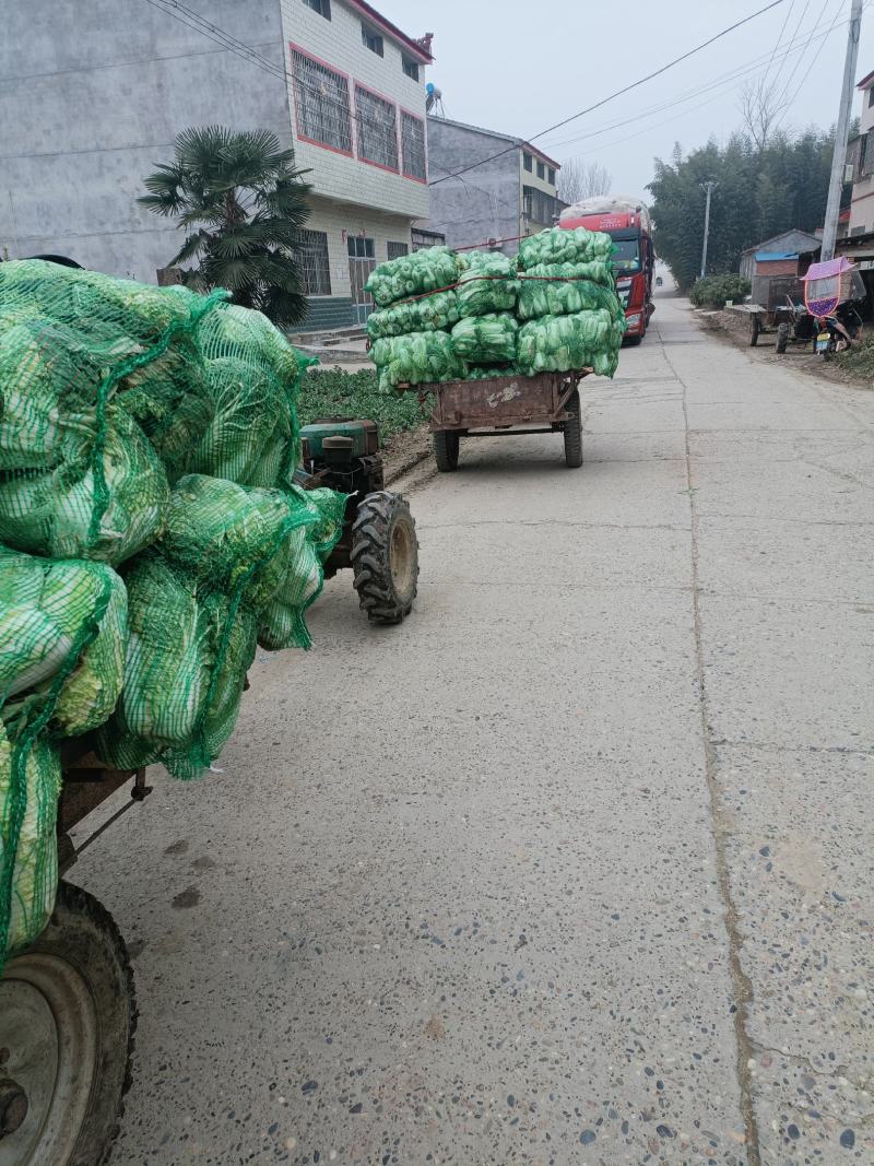 黄心大娃娃菜质量好价格低，万亩基地，欢迎朋友们过来