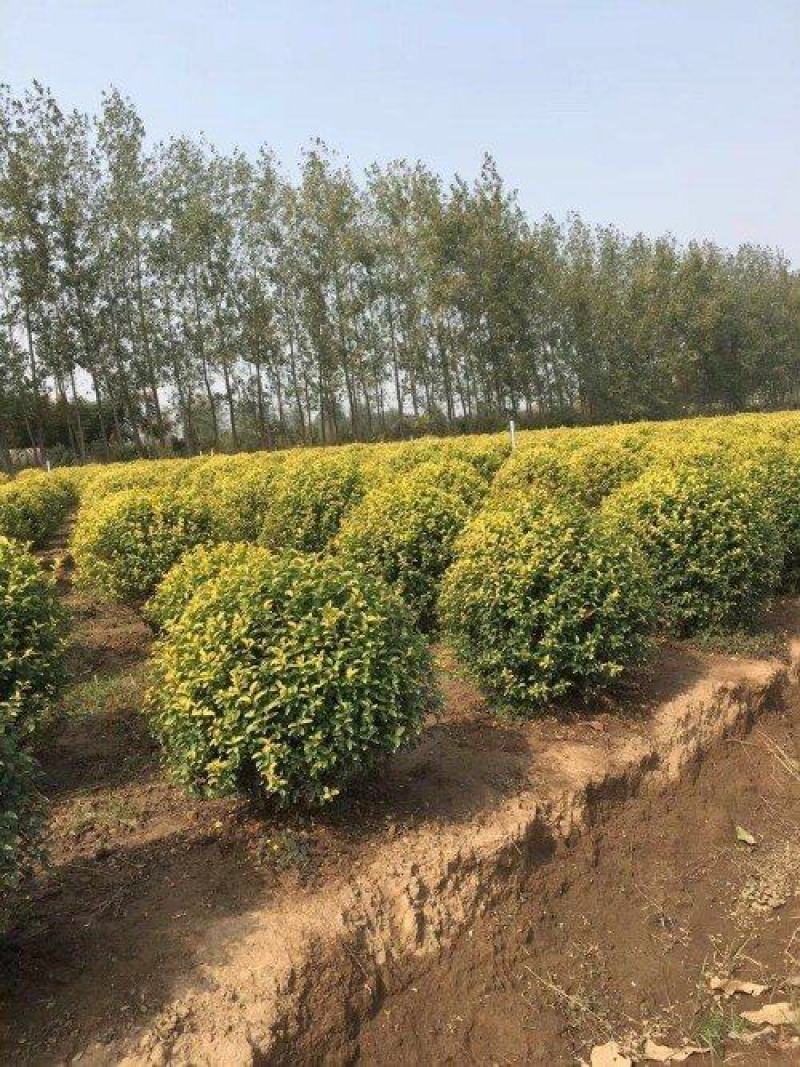 金叶女贞球金叶女贞球工程园林绿化用苗基地一手货源