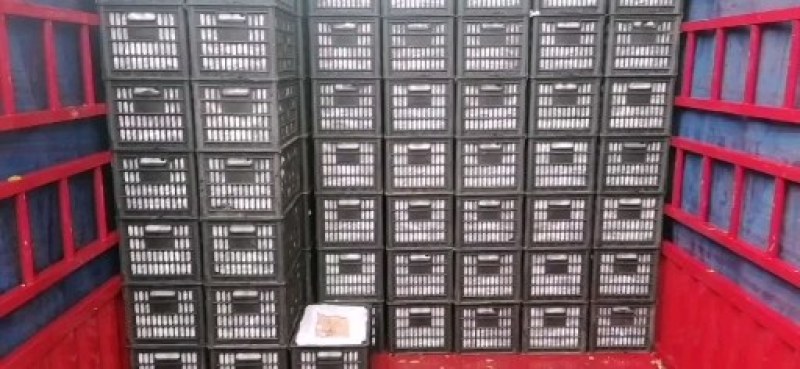 【实力商家】咸阳乾县酥梨，长把梨，含糖分高，欢迎采购
