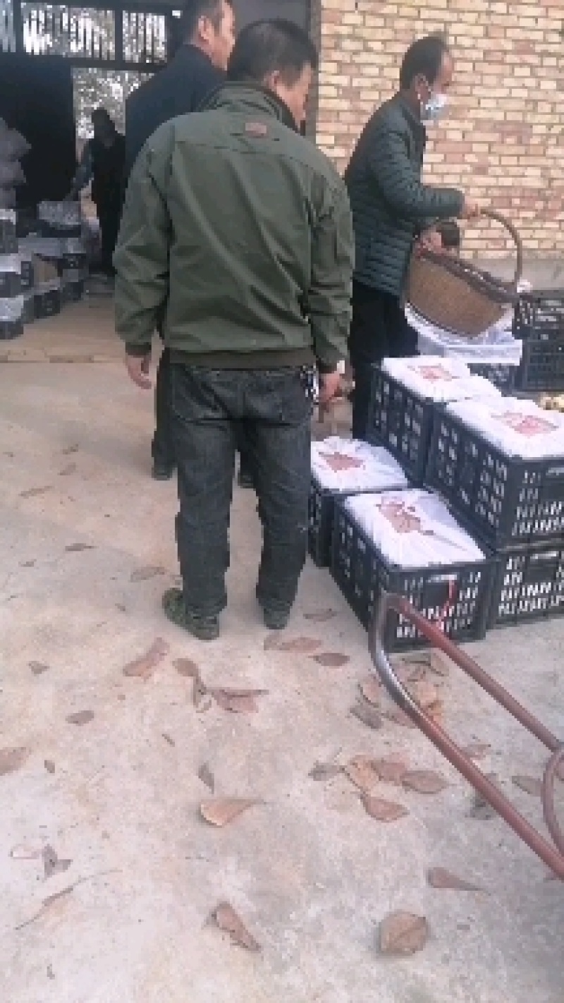 【实力商家】咸阳乾县酥梨，长把梨，含糖分高，欢迎采购