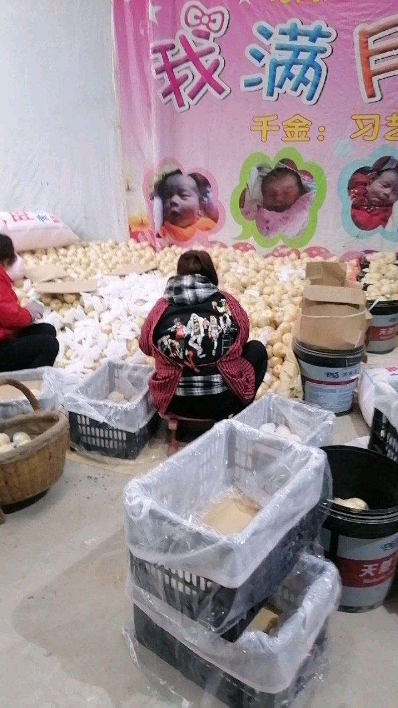 【实力商家】咸阳乾县酥梨，长把梨，含糖分高，欢迎采购