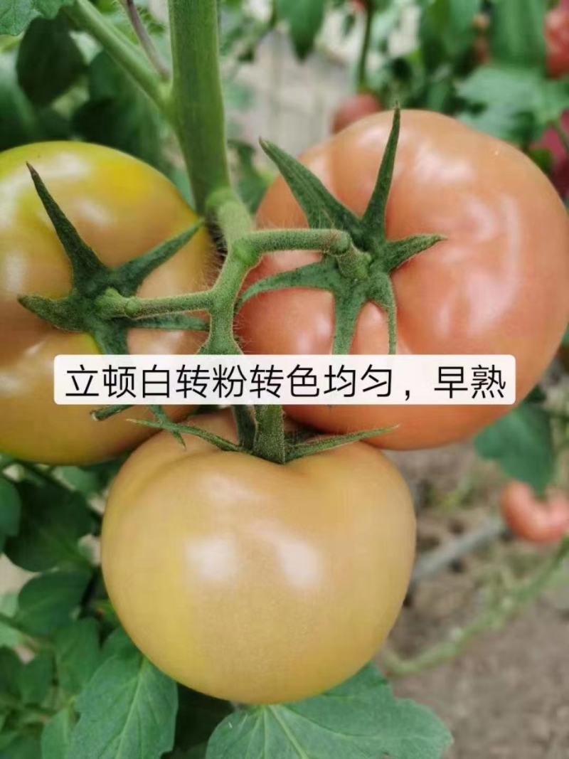 早春西红柿苗立顿硬粉西红柿早熟抗病毒抗线虫西红柿苗