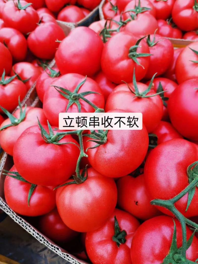 早春西红柿苗立顿硬粉西红柿早熟抗病毒抗线虫西红柿苗