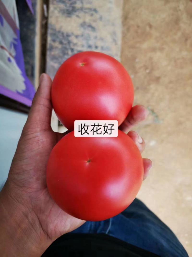 早春西红柿苗立顿硬粉西红柿早熟抗病毒抗线虫西红柿苗