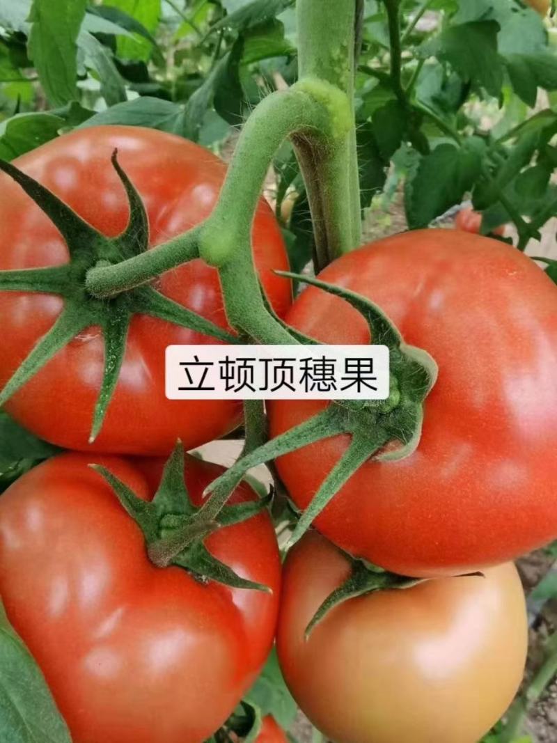 早春西红柿苗立顿硬粉西红柿早熟抗病毒抗线虫西红柿苗