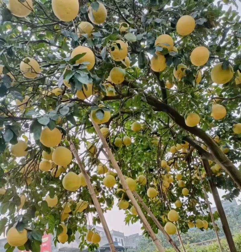 江永香柚，甜过初恋