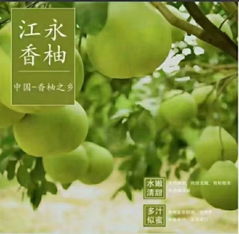 江永香柚，甜过初恋