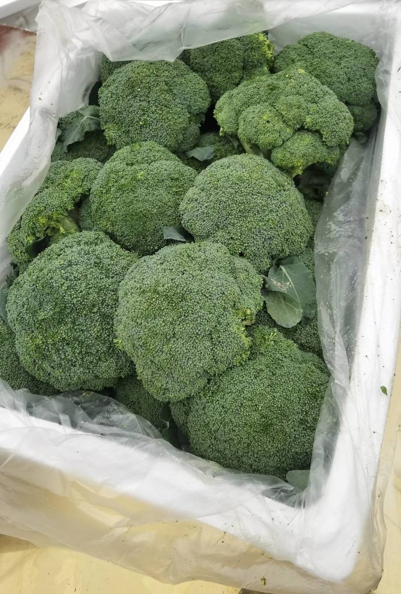 湖北仙桃西兰花大面积上市中，欢迎全国各地老板采购！