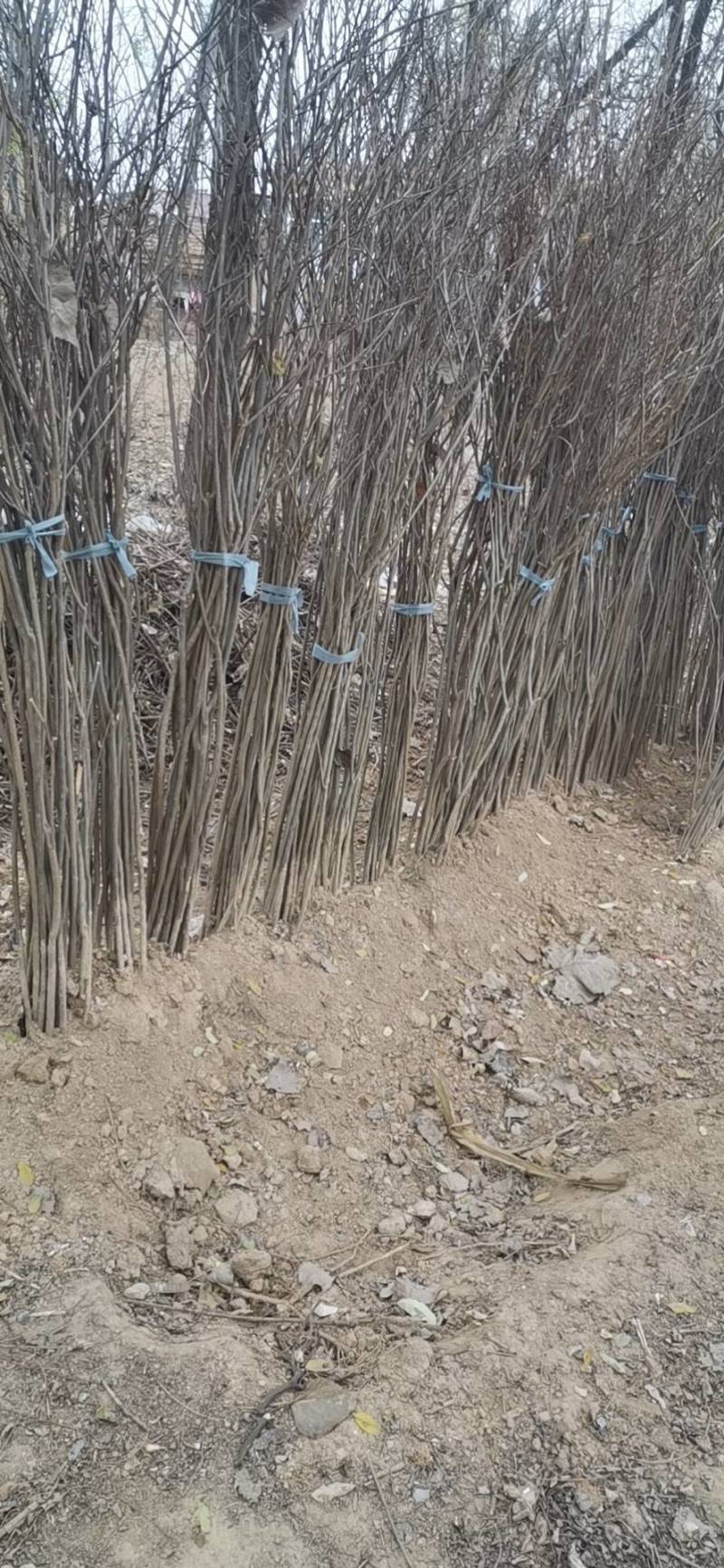 紫惠槐，高速路护坡绿化工程用苗规格全大量出售