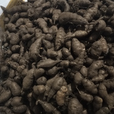 三叶青新鲜统货现挖
