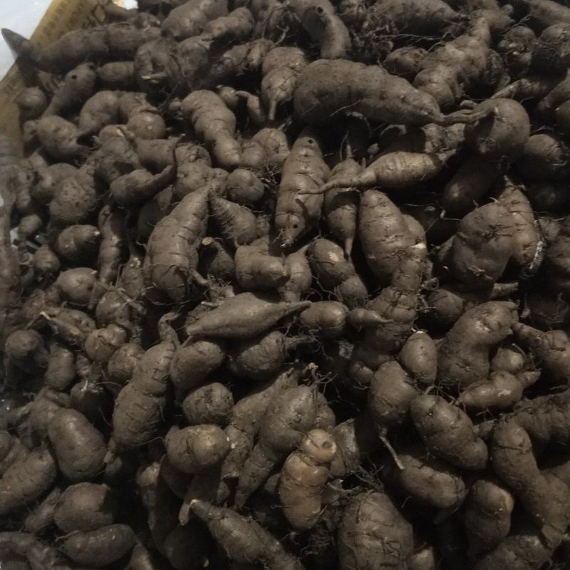 三叶青新鲜统货现挖