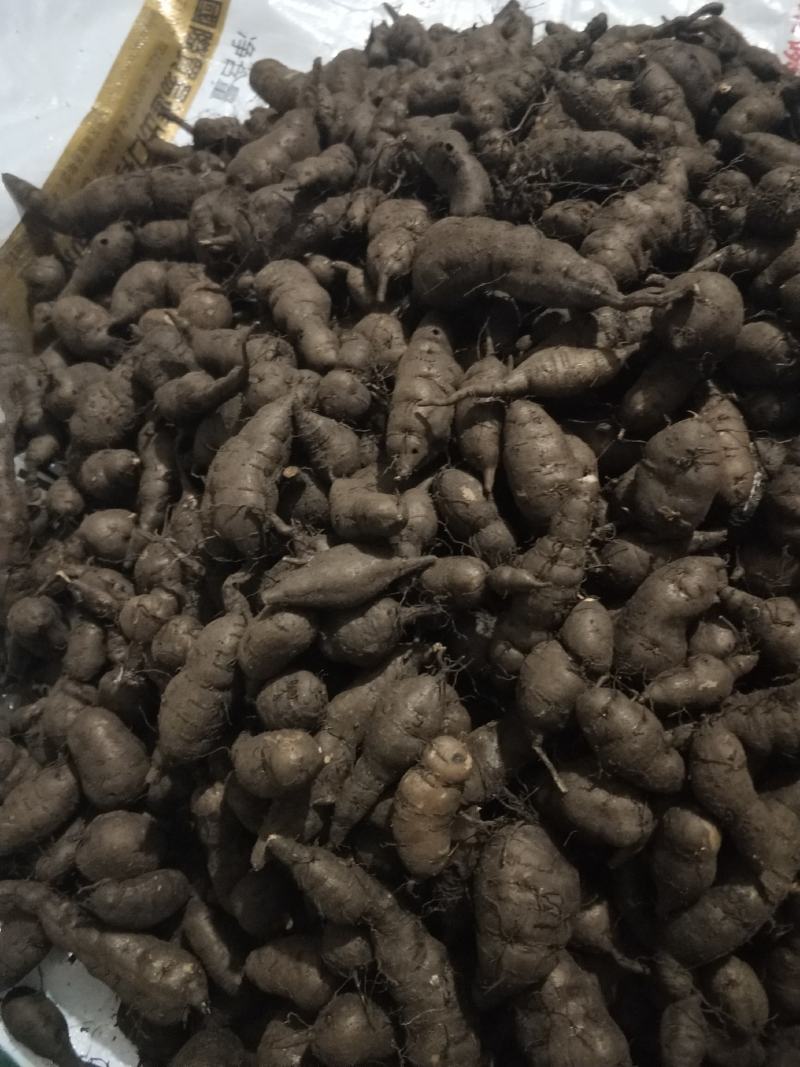 三叶青新鲜统货现挖