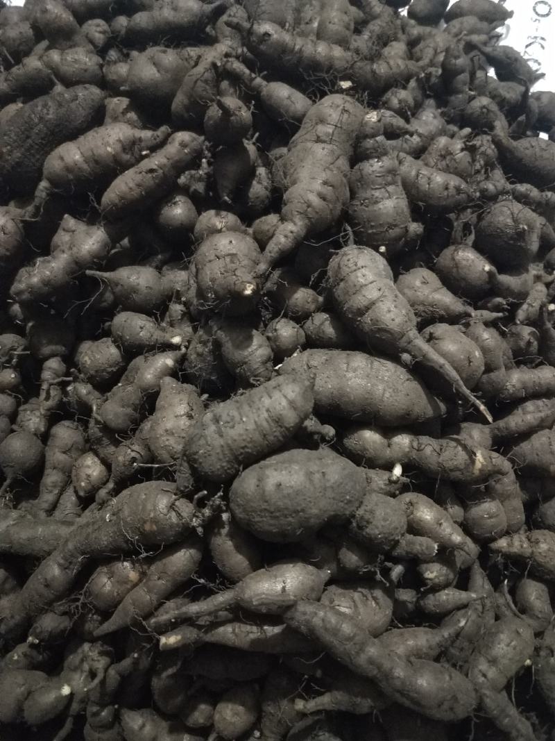 三叶青新鲜统货现挖