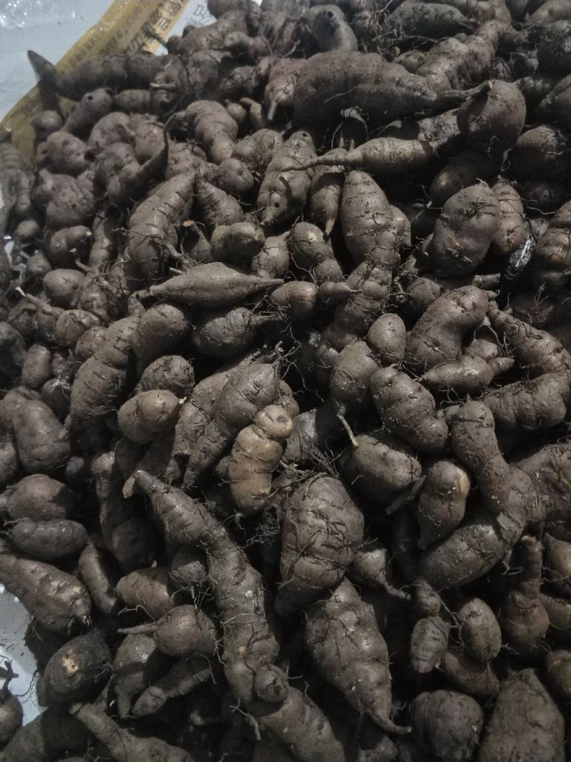 三叶青新鲜统货现挖