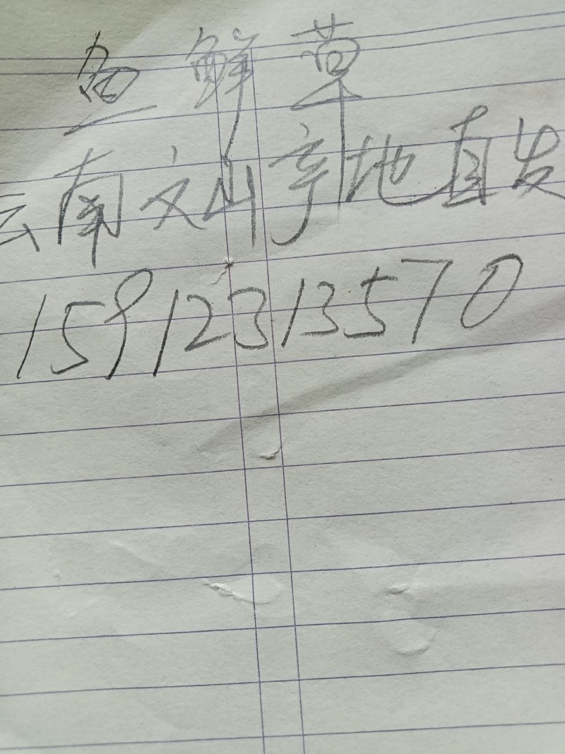 鱼腥草折耳根云南文山产地直发每天发货要求有专车来产地拉
