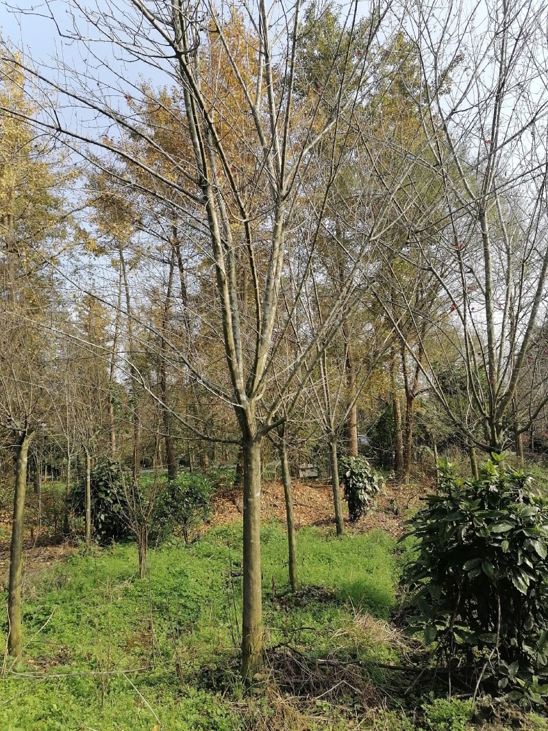 北美海棠工程树苗产地，出售8—15公分海棠绿化苗