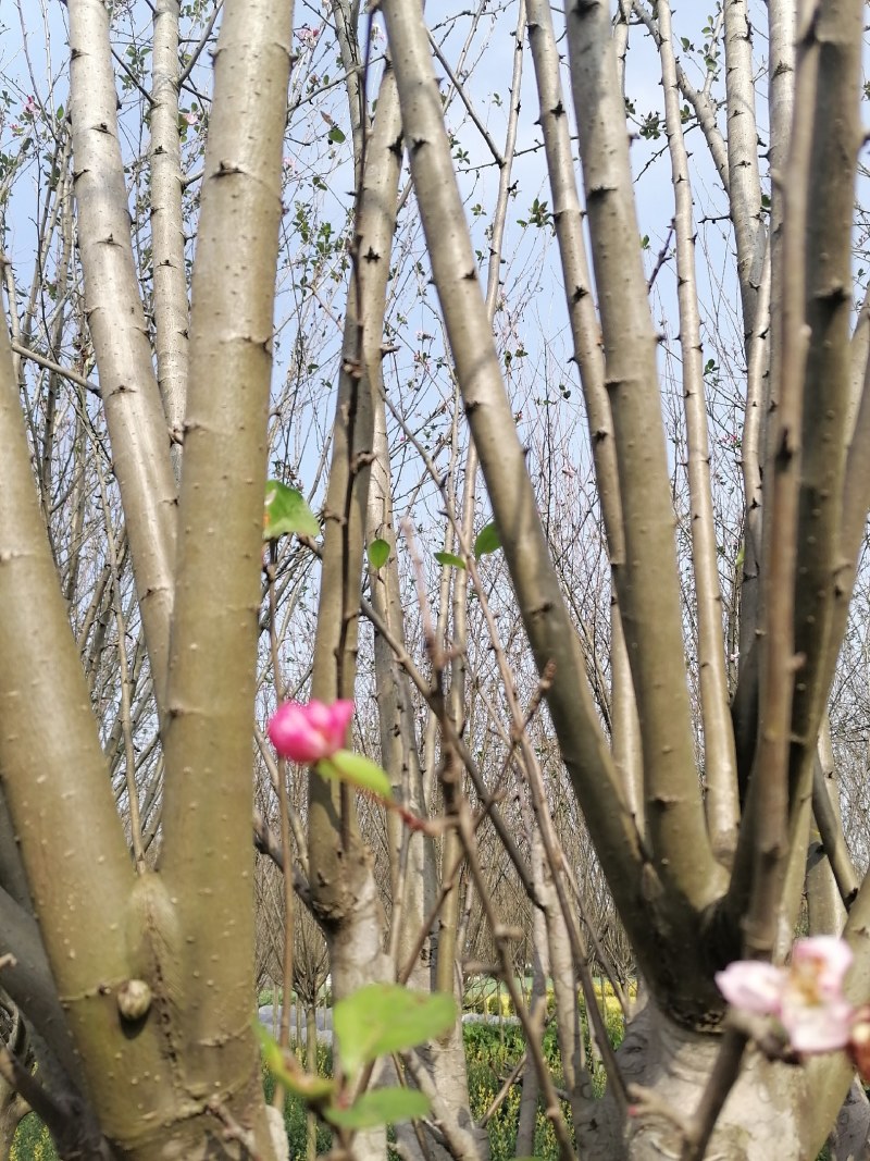 西府海棠树苗基地批发，好树形海棠工程绿化苗