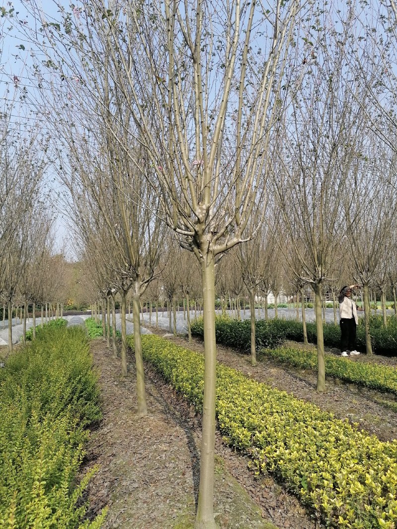 西府海棠树苗基地批发，好树形海棠工程绿化苗