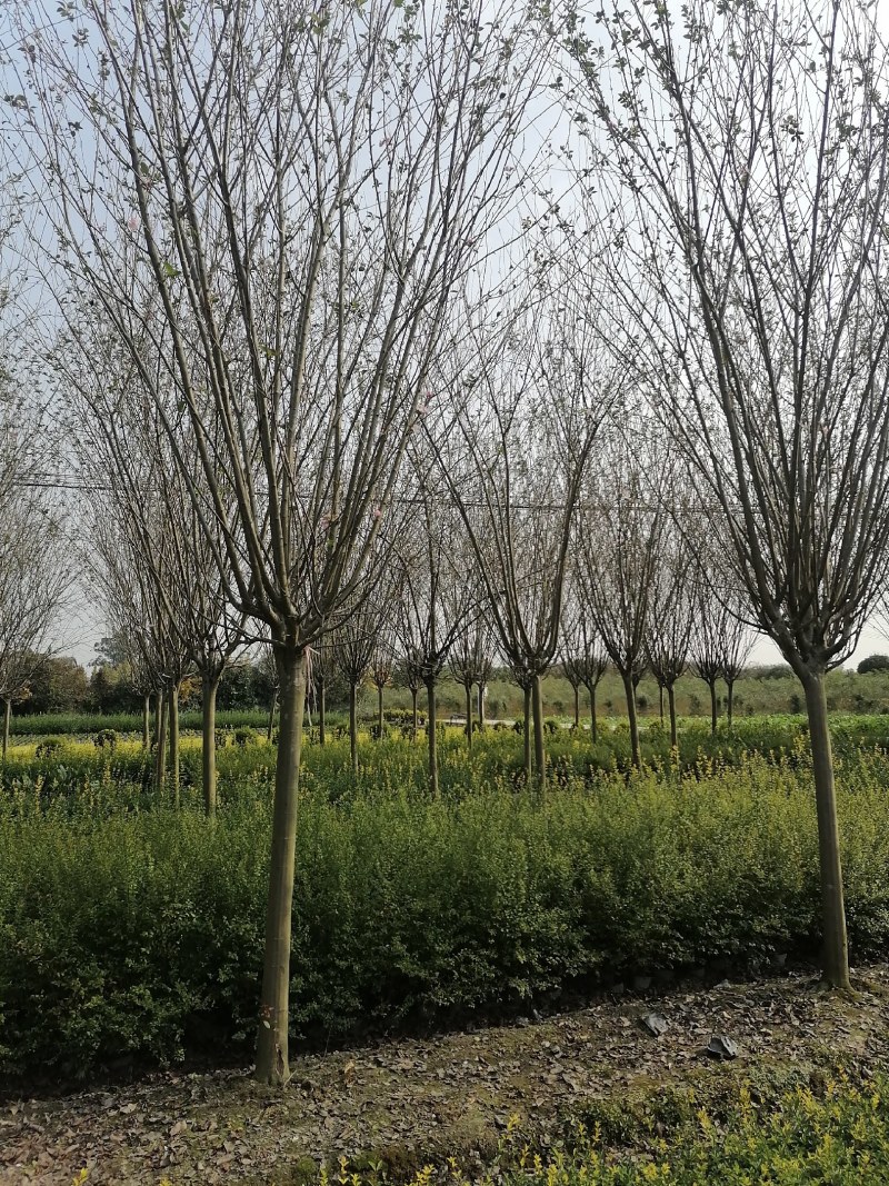 西府海棠树苗基地批发，好树形海棠工程绿化苗
