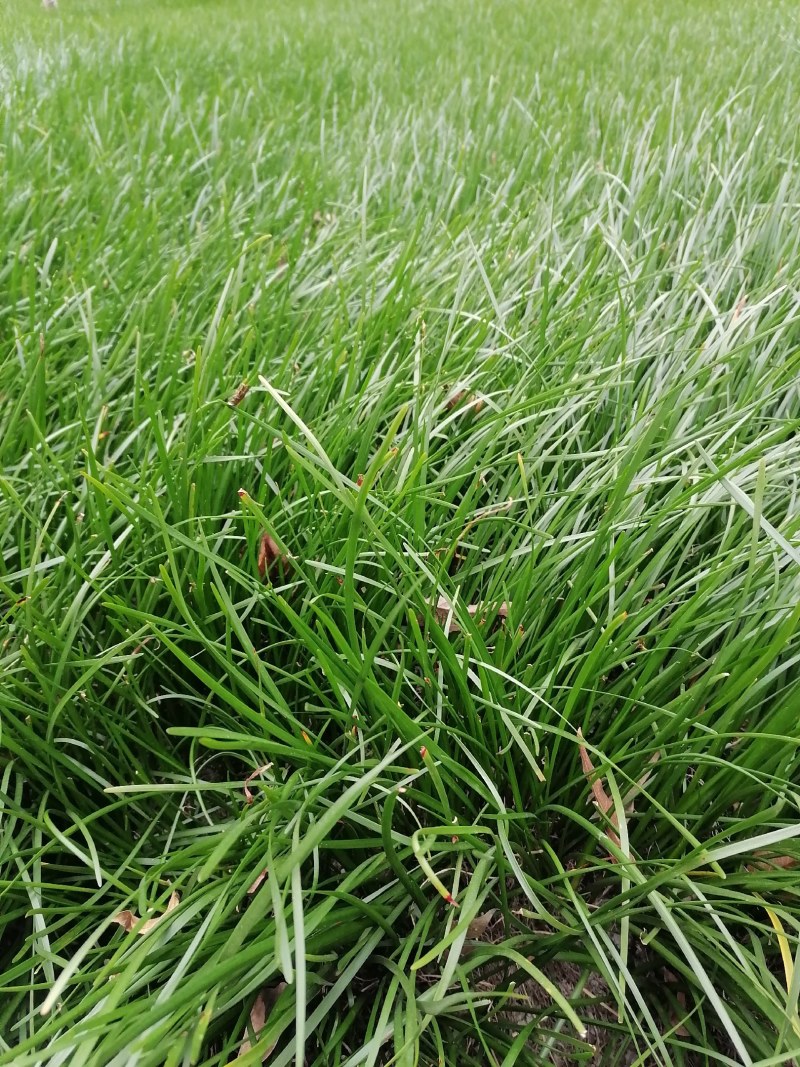 葱兰小苗子基地，葱兰产地批发，出售红花葱兰工程绿化苗