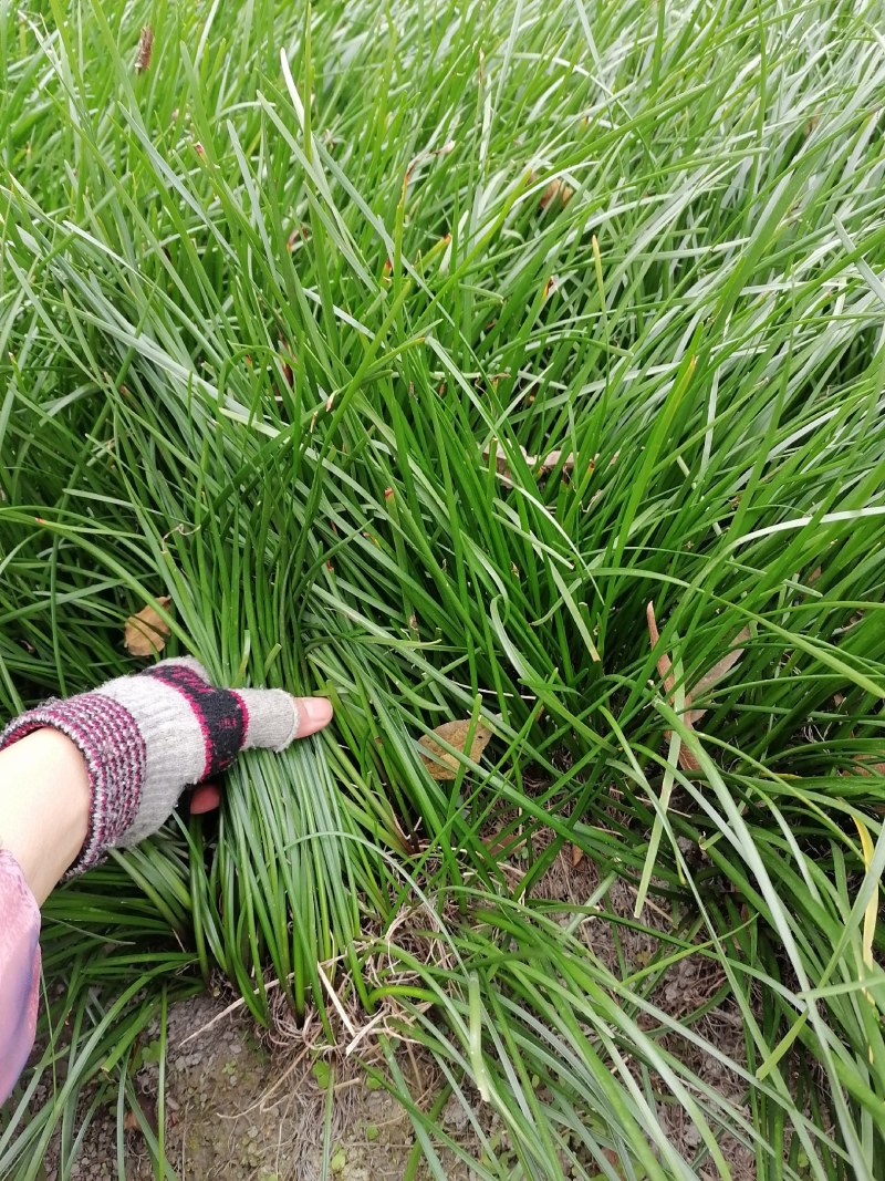 葱兰小苗子基地，葱兰产地批发，出售红花葱兰工程绿化苗