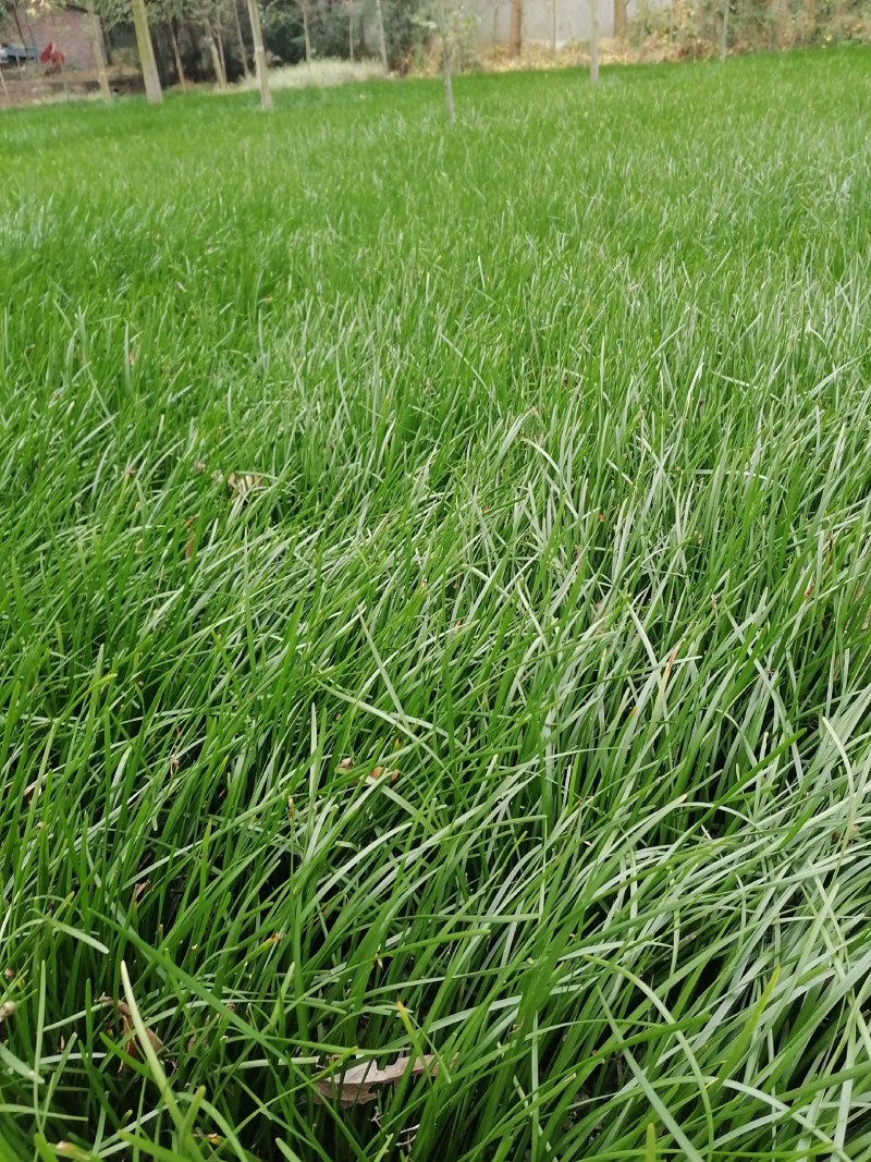 葱兰小苗子基地，葱兰产地批发，出售红花葱兰工程绿化苗