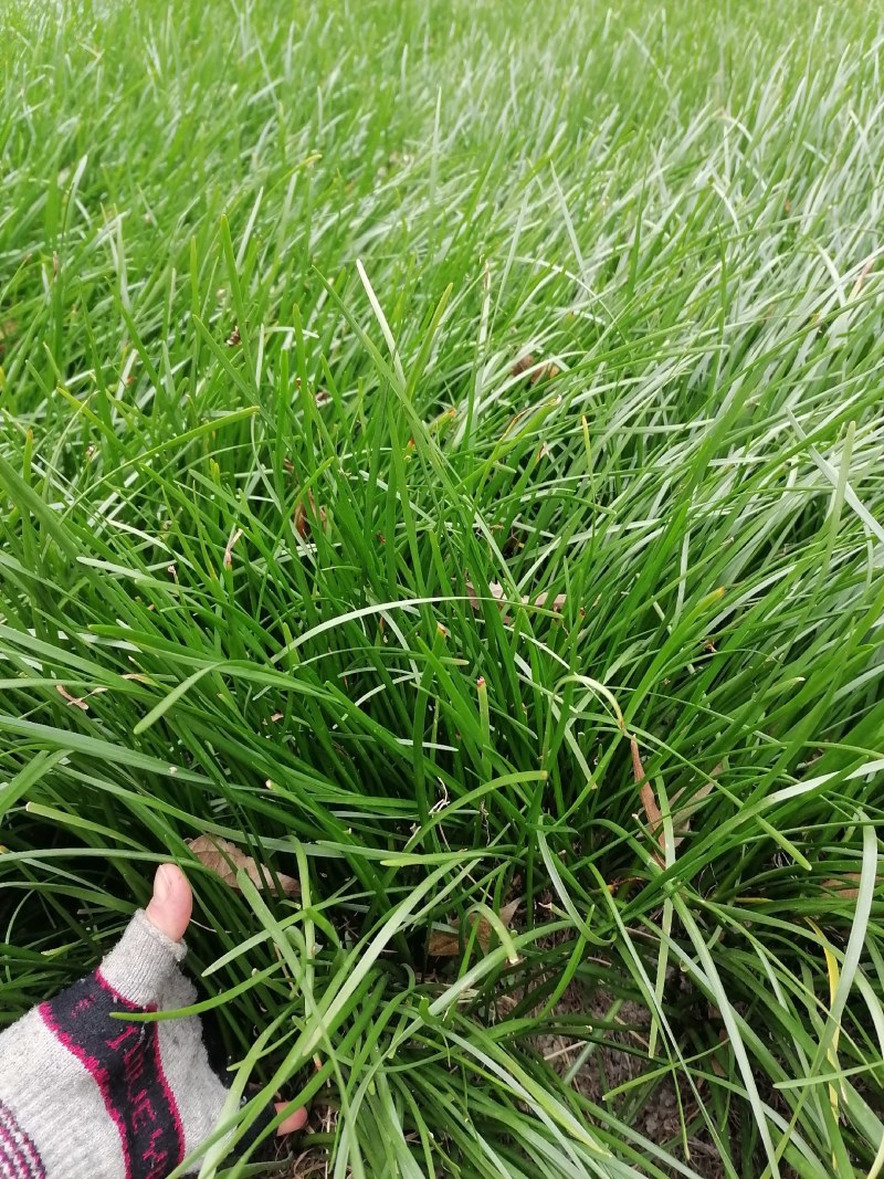 葱兰小苗子基地，葱兰产地批发，出售红花葱兰工程绿化苗