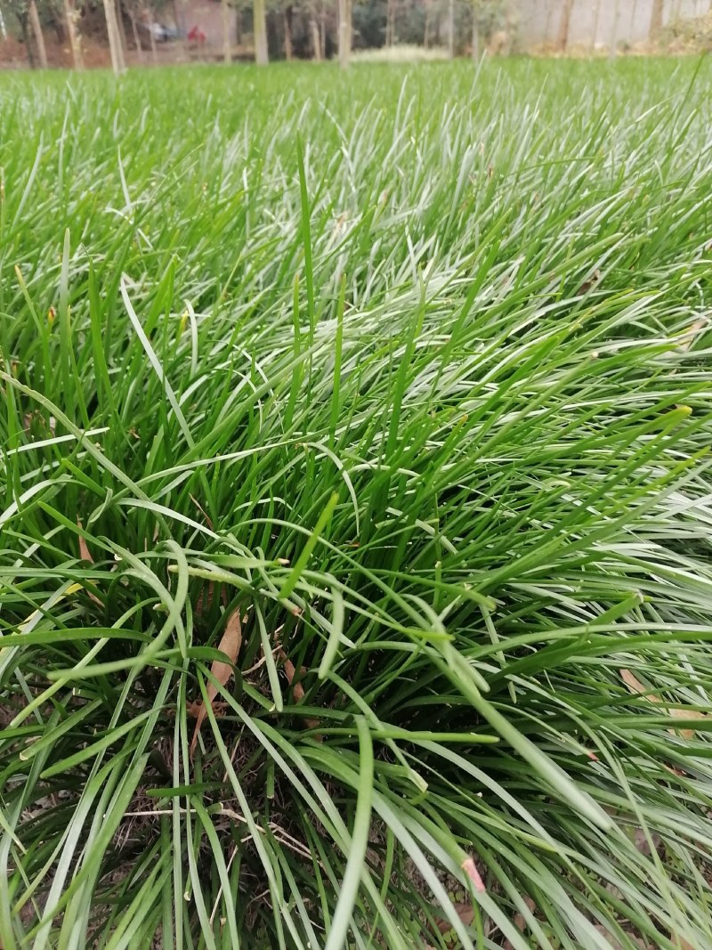 葱兰小苗子基地，葱兰产地批发，出售红花葱兰工程绿化苗