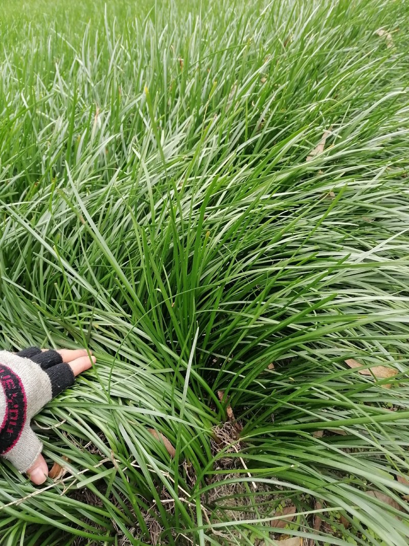 葱兰小苗子基地，葱兰产地批发，出售红花葱兰工程绿化苗