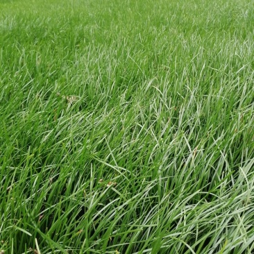 葱兰小苗子基地，葱兰产地批发，出售红花葱兰工程绿化苗