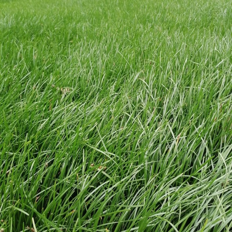 葱兰小苗子基地，葱兰产地批发，出售红花葱兰工程绿化苗