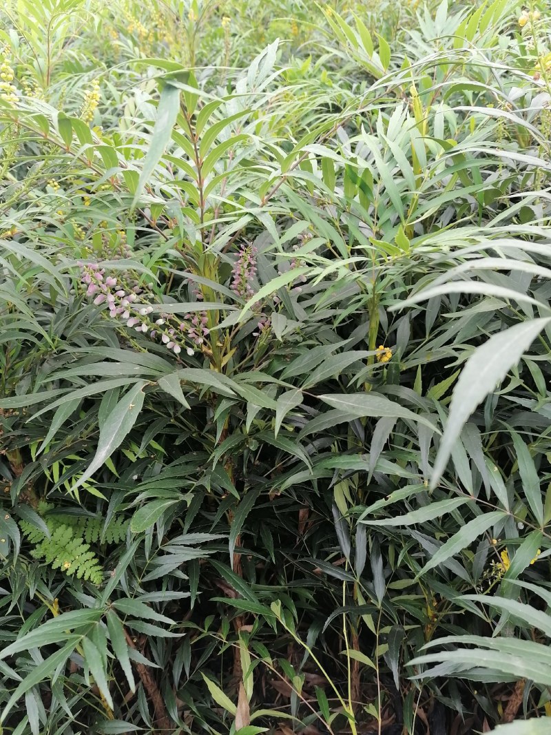 十大功劳杯苗，地苗批发出售，工程绿化苗子基地直发各地区