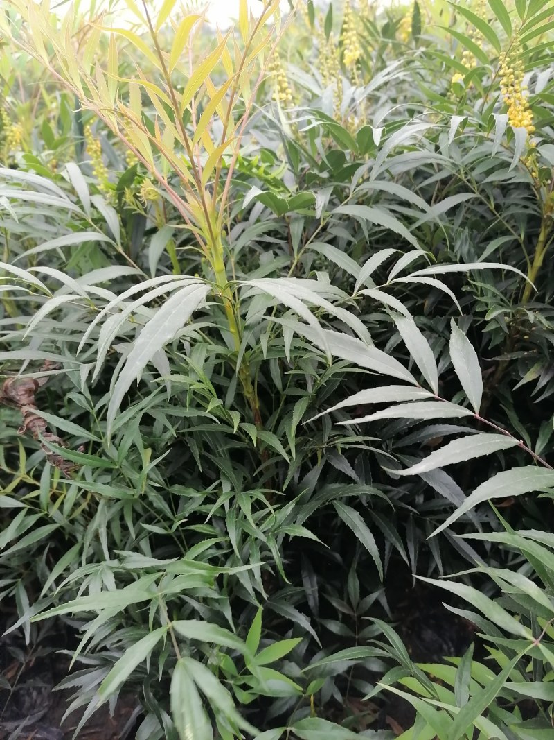 十大功劳杯苗，地苗批发出售，工程绿化苗子基地直发各地区