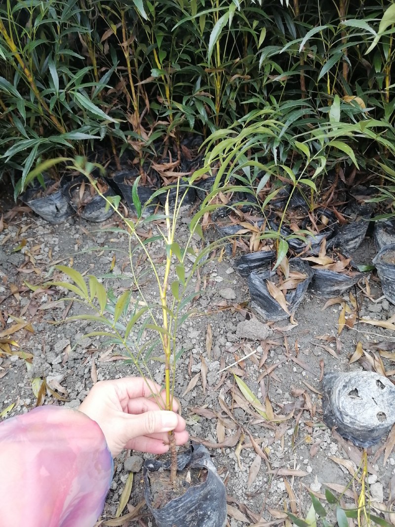 十大功劳杯苗，地苗批发出售，工程绿化苗子基地直发各地区