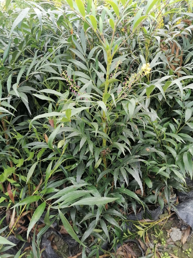 十大功劳杯苗，地苗批发出售，工程绿化苗子基地直发各地区