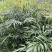 十大功劳杯苗，地苗批发出售，工程绿化苗子基地直发各地区