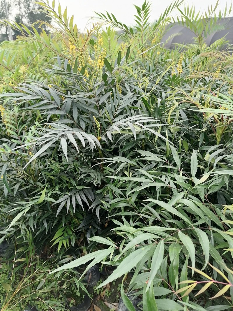 十大功劳杯苗，地苗批发出售，工程绿化苗子基地直发各地区