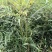 十大功劳杯苗，地苗批发出售，工程绿化苗子基地直发各地区