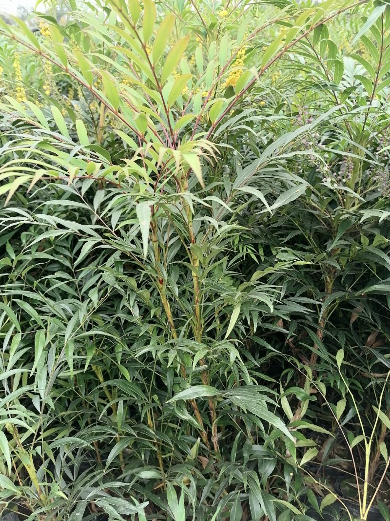 十大功劳杯苗，地苗批发出售，工程绿化苗子基地直发各地区