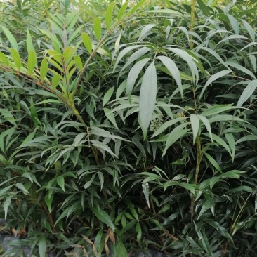 十大功劳杯苗，地苗批发出售，工程绿化苗子基地直发各地区