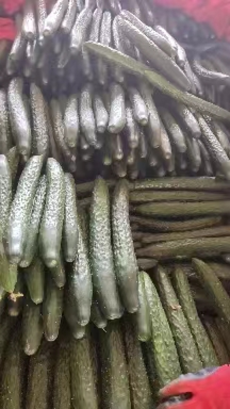 湛江徐闻精品青瓜、一手货源、