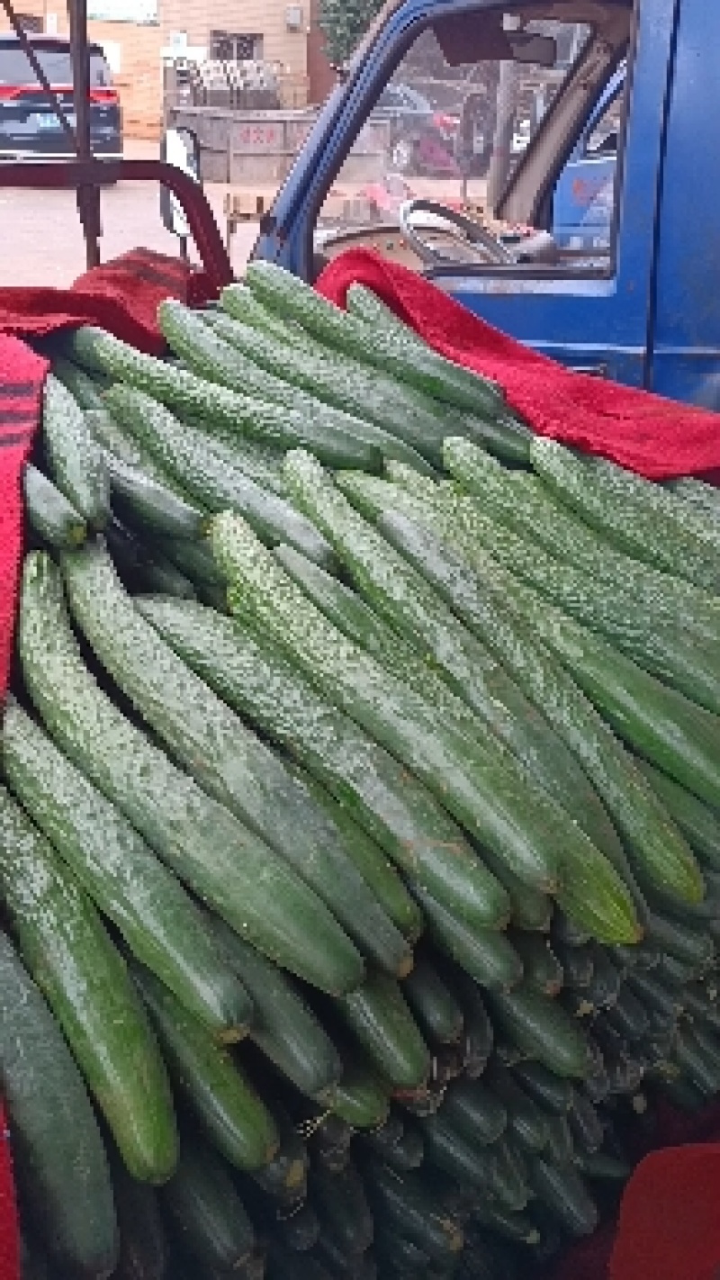 湛江徐闻精品青瓜、一手货源、
