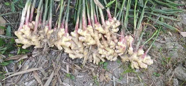 新鲜小黄姜的根茎特写,展示其金黄色表皮与细腻质地 小黄姜特写