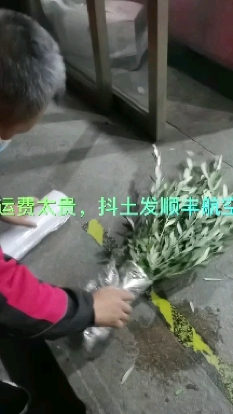 【热销】油橄榄树苗质量保证价格实惠欢迎采购咨询