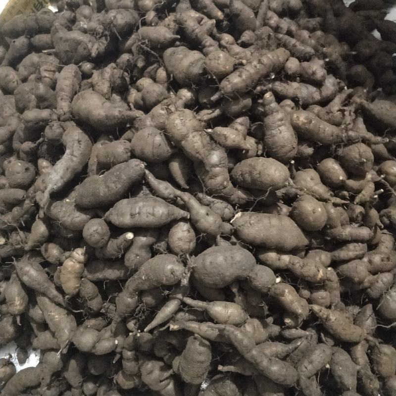 三叶青新鲜统货金线吊葫芦石老鼠欢迎订购