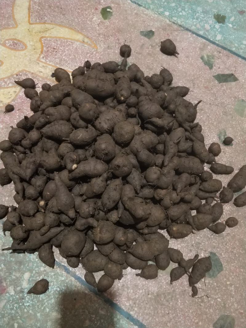 三叶青新鲜统货金线吊葫芦石老鼠欢迎订购