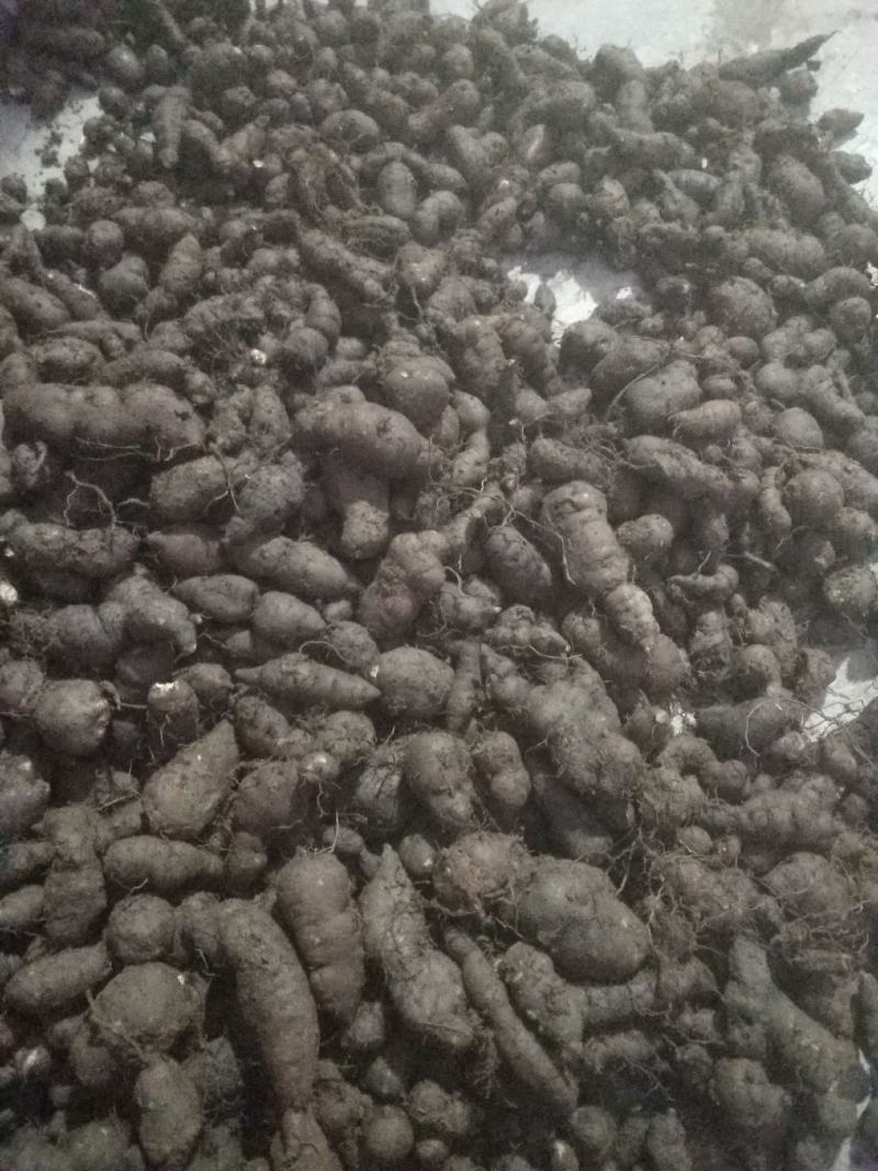 三叶青新鲜统货金线吊葫芦石老鼠欢迎订购