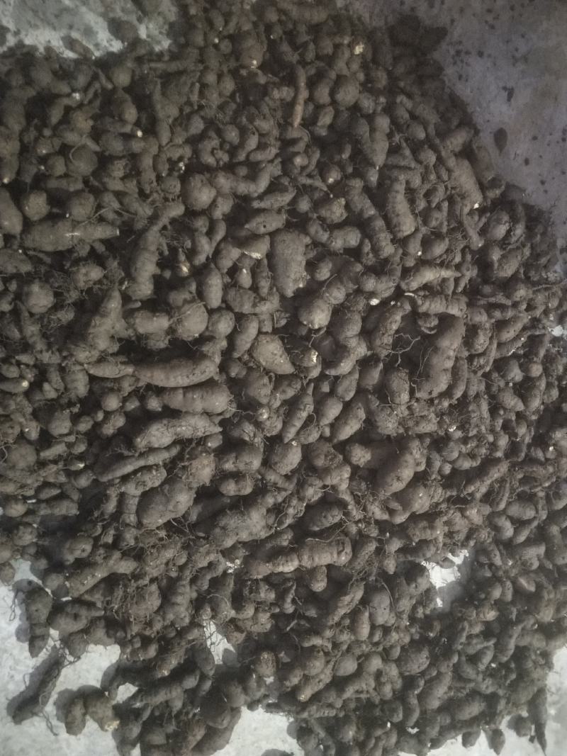三叶青新鲜统货金线吊葫芦石老鼠欢迎订购
