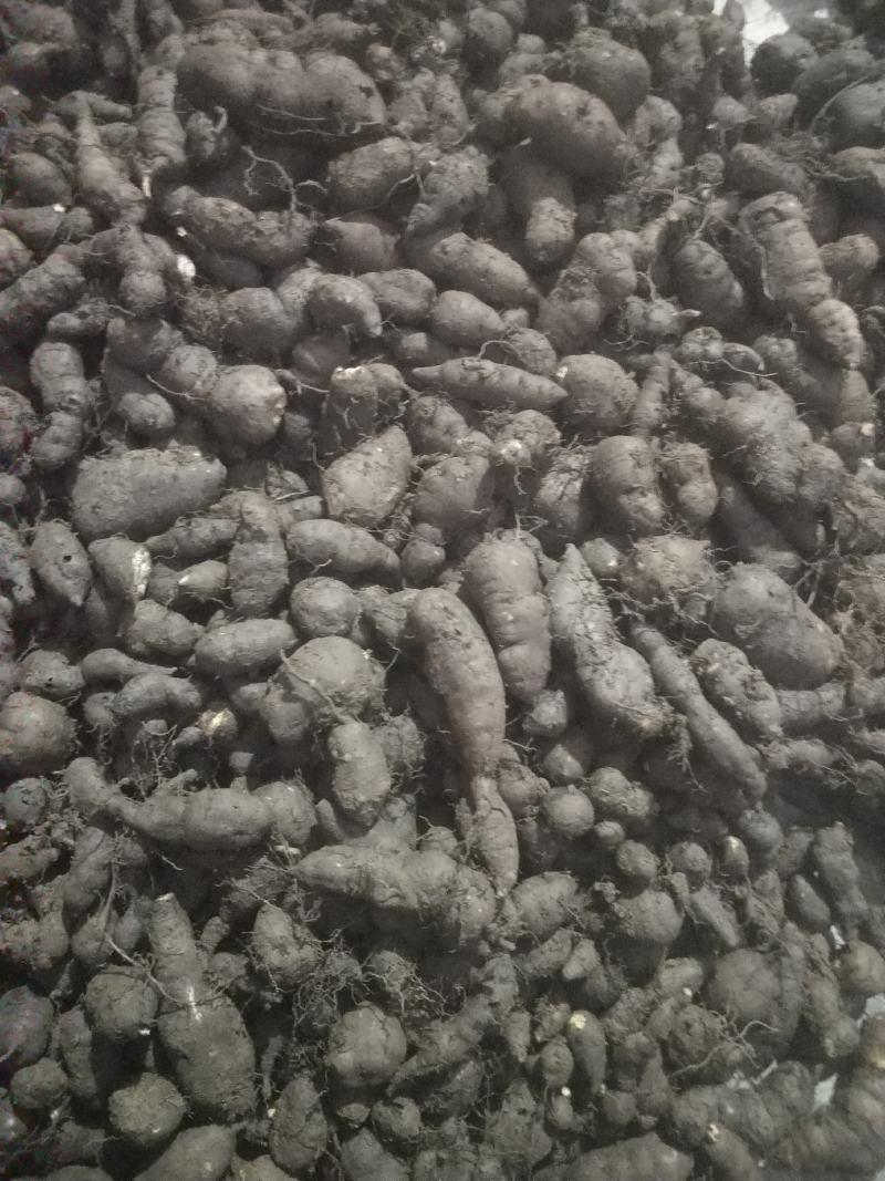 三叶青新鲜统货金线吊葫芦石老鼠欢迎订购