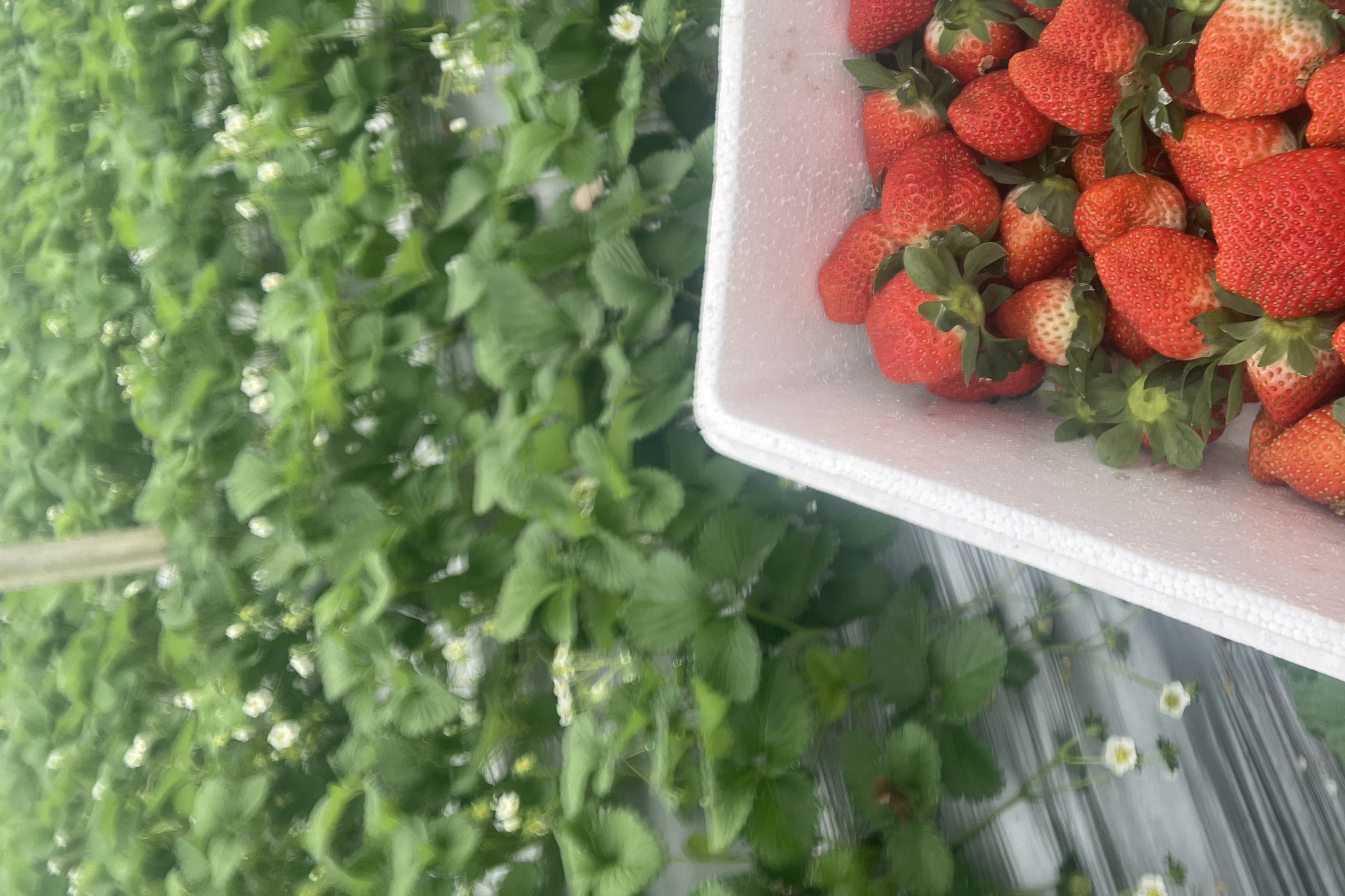 甜宝草莓摆拍图